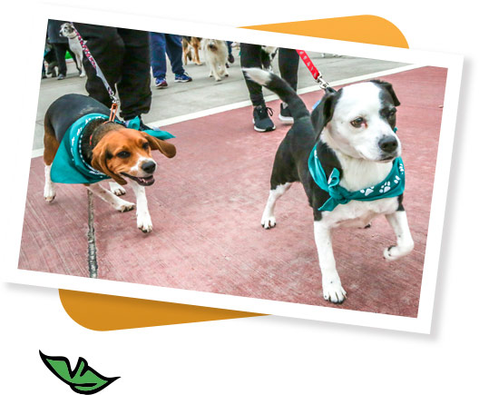 Dogs at Festival Foods Turkey Trot